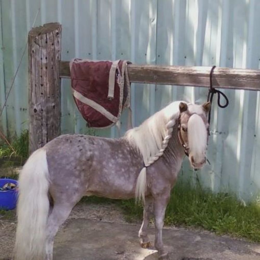 Meet your Posher, Rockinghorse